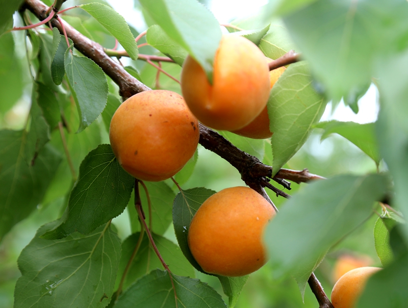 9Z0A2177.JPG 9Z0A2177.JPG